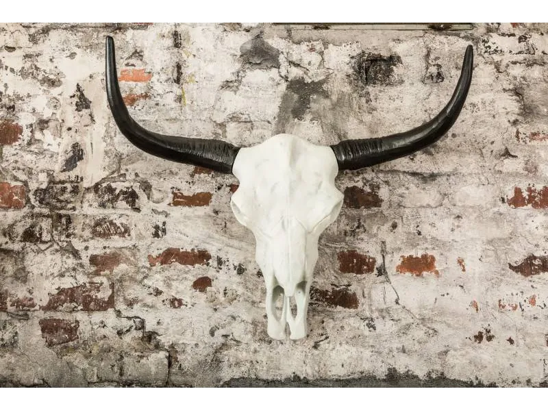 Trophée mural design crâne de taureau coloris blanc et noir de 70 cm